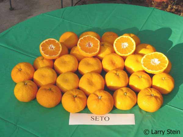              Fruit (© Larry Stein)       